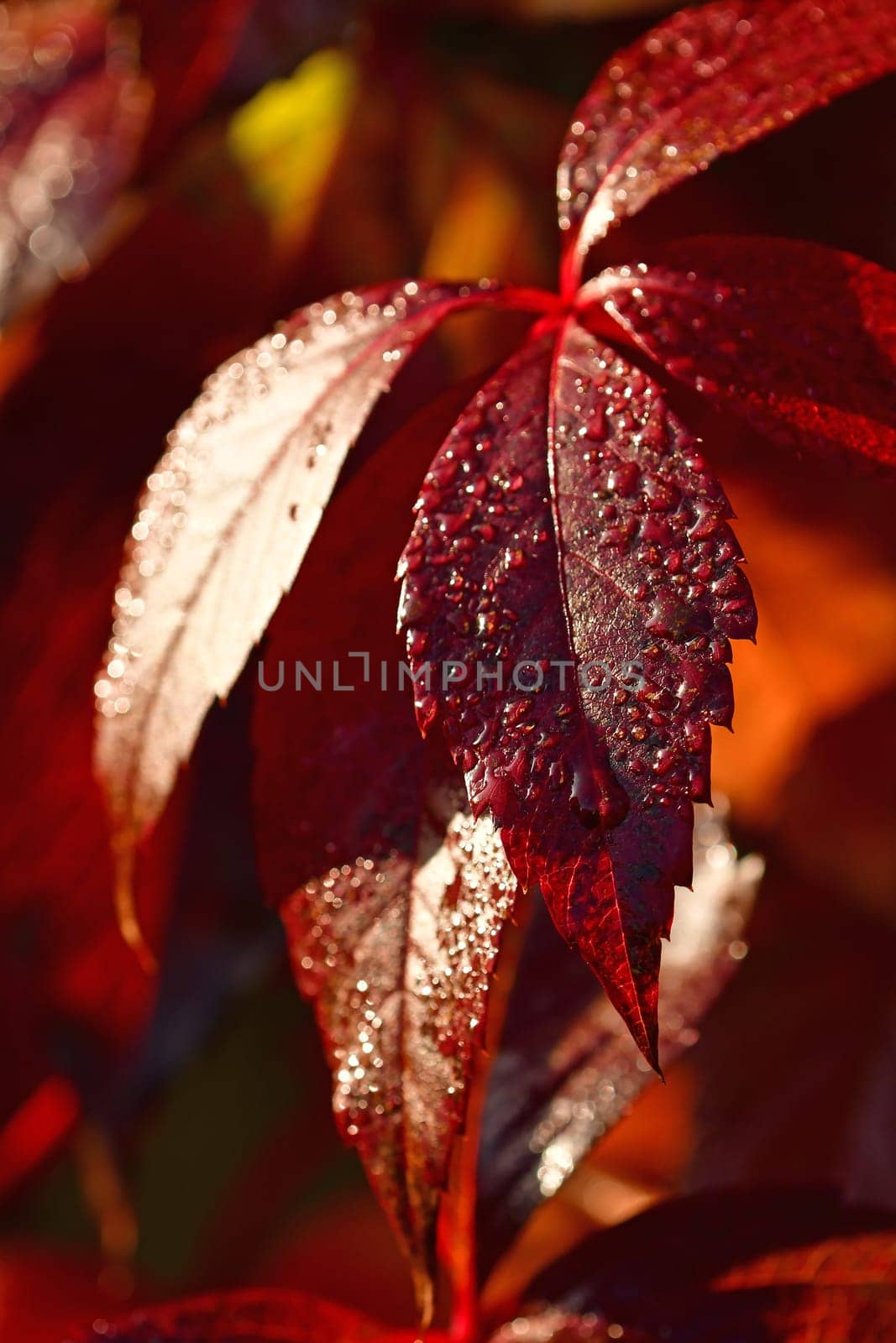 wild wine leaves in autumnal colors with dew drops