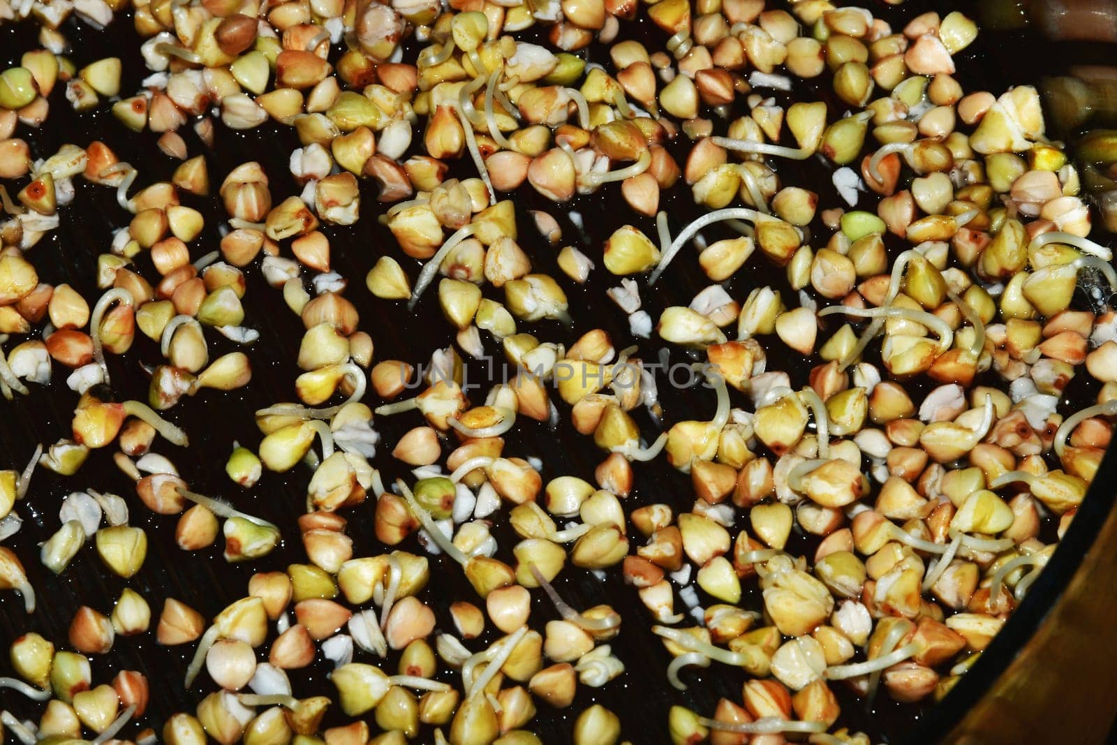 buckwheat, closeup of the sprouts
