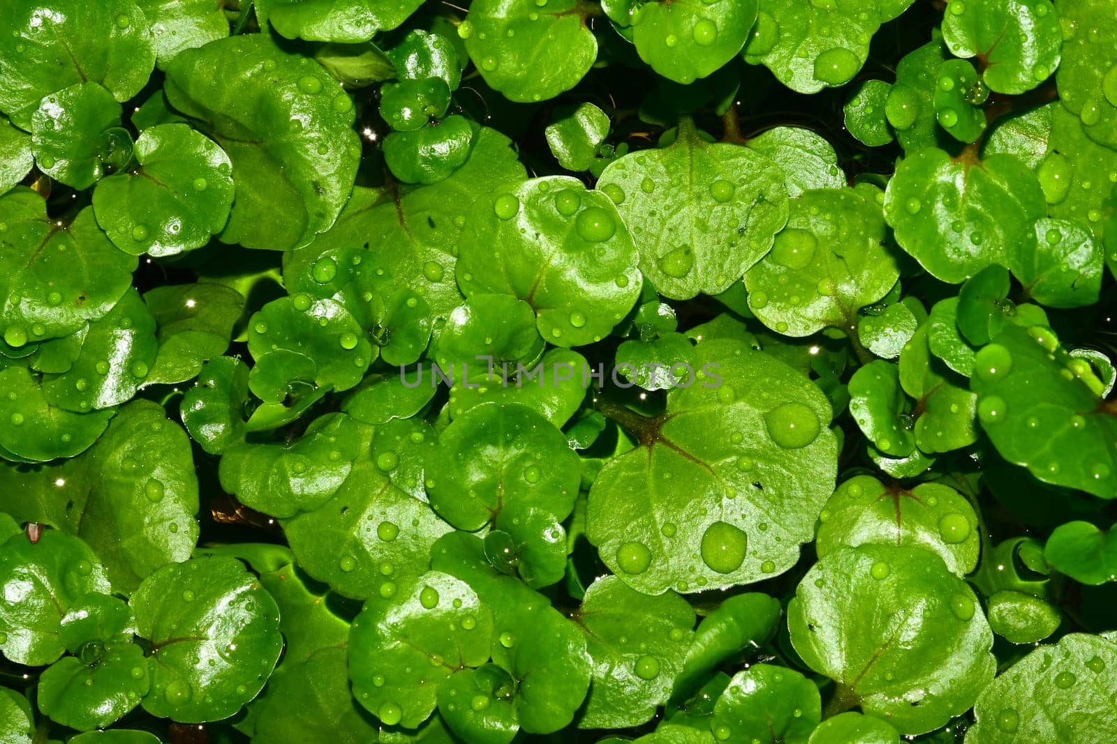 water cress in a closeup with dew drops