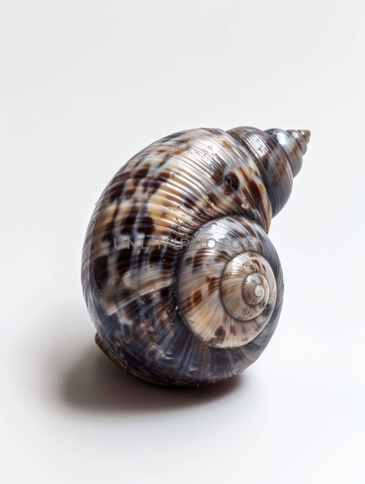 A marine snail shell with dark brown stripes and patterns, isolated on a white background