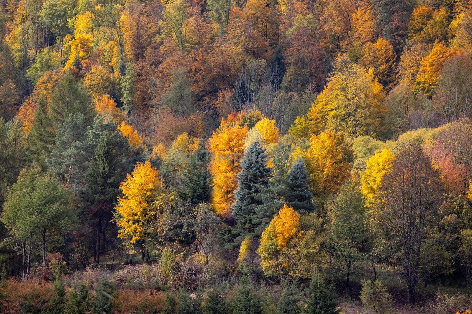 Picturesque view of the autumn landscape in the Pieniny Mountains, colorful leaves on the trees, Szczawnica, Poland. It is time of polish golden autumn
