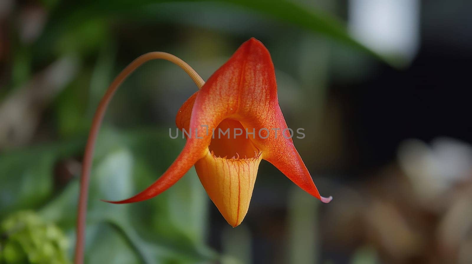 A striking red flower showcases its unique shape in a lush botanical garden surrounded by various green foliage and softly lit sunlight.