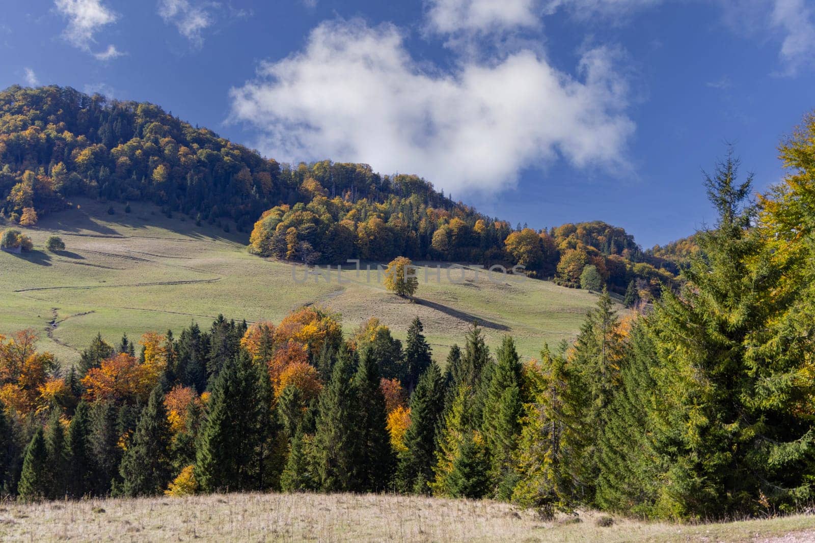 Picturesque view of the autumn landscape in the Pieniny Mountains, colorful leaves on the trees, Szczawnica, Poland. It is time of polish golden autumn