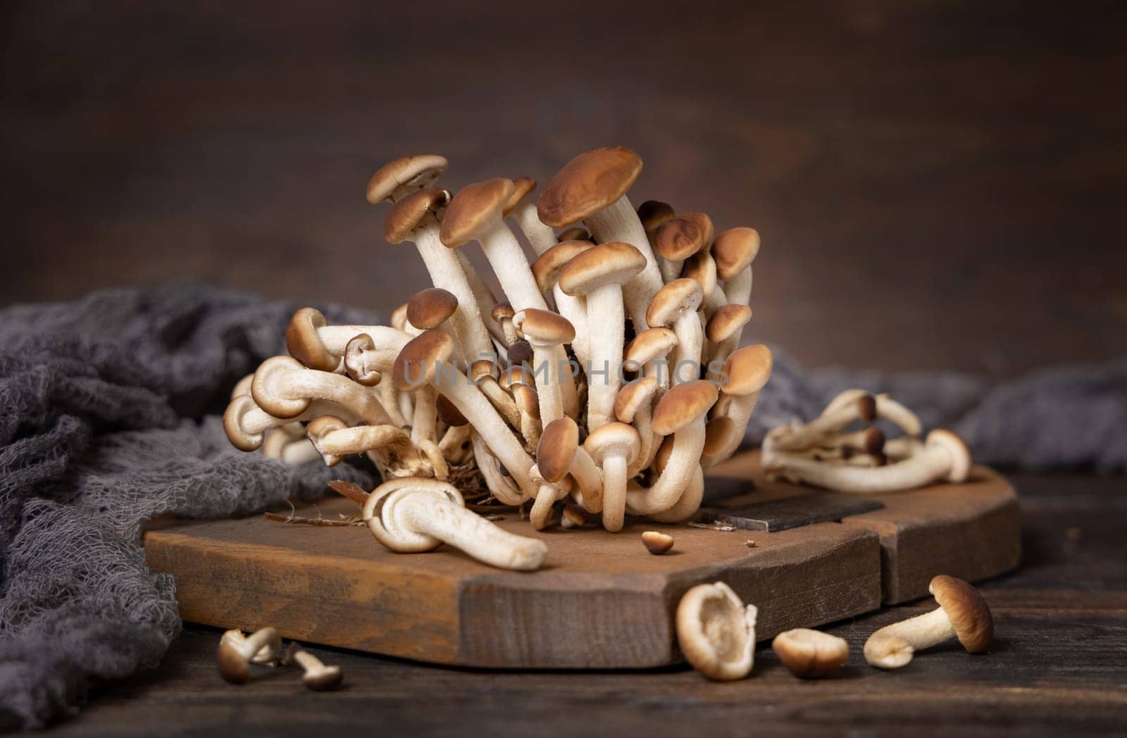 Cluster of fresh raw brown poplar mushrooms or velvet pioppini mushrooms (Cyclocybe aegerita) on dark wood closeup. Cultivated edible mushrooms, healthy food