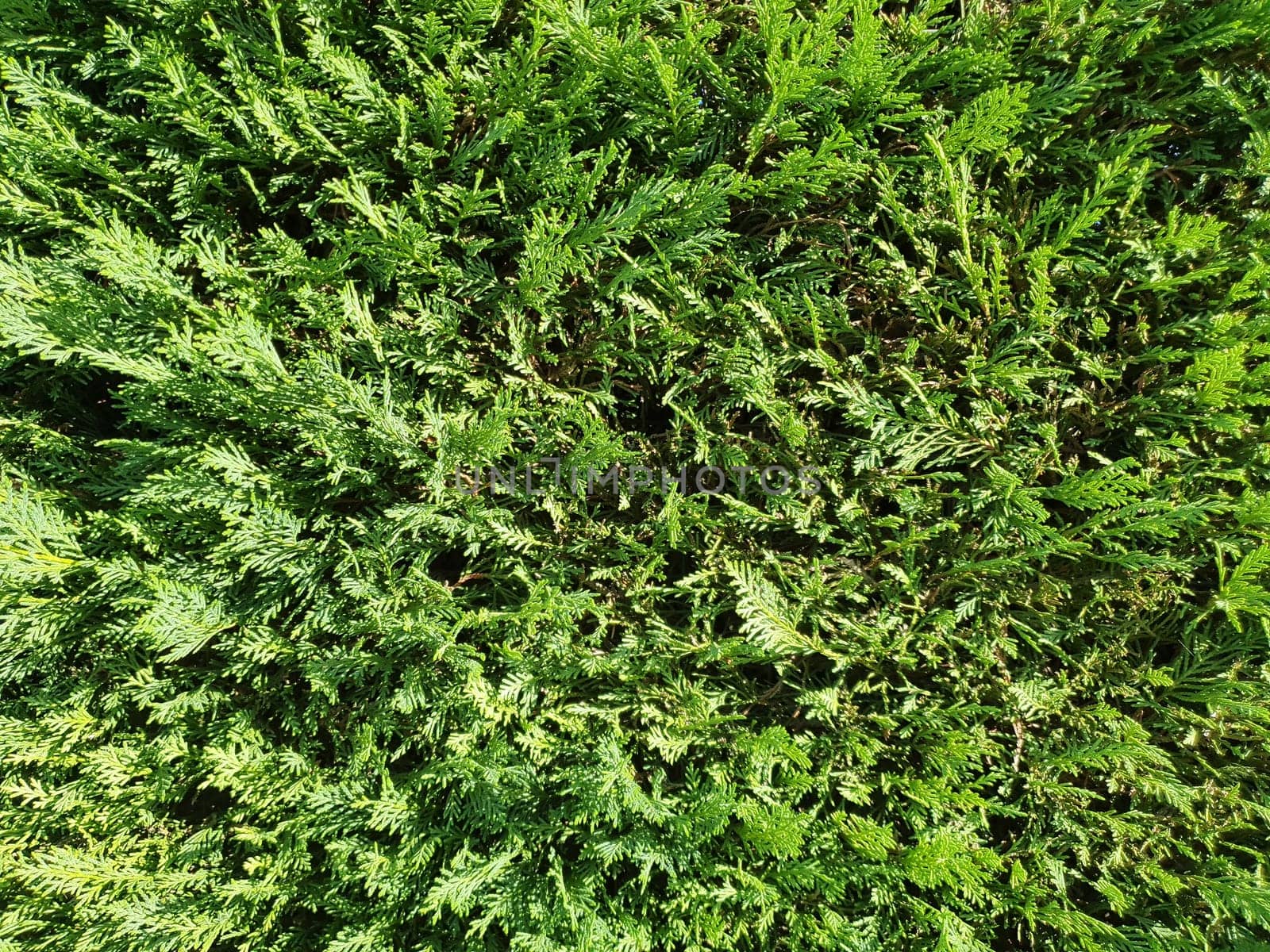 green hedgerow wall useful as a background