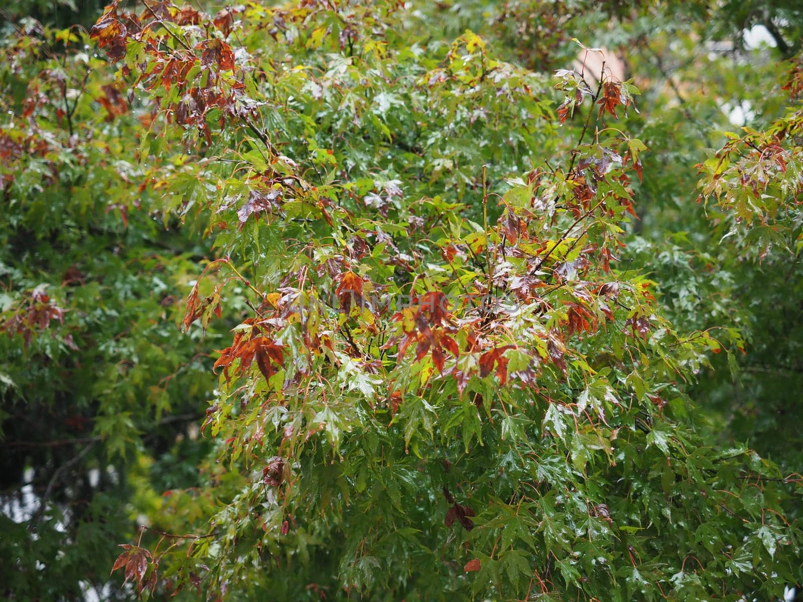 wet tree leaves in rainy day in autumn useful as a background