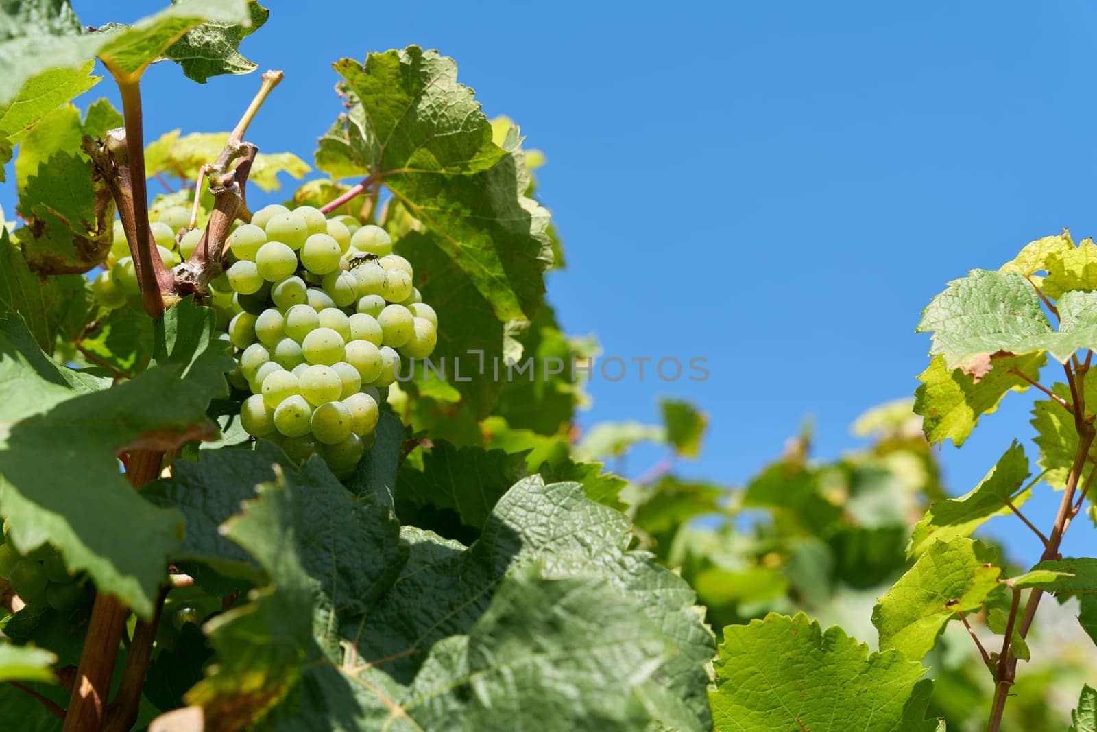 Grapes of the Silvaner grape variety under a blue sky at a vineyard above the city of Würzburg in Germany
