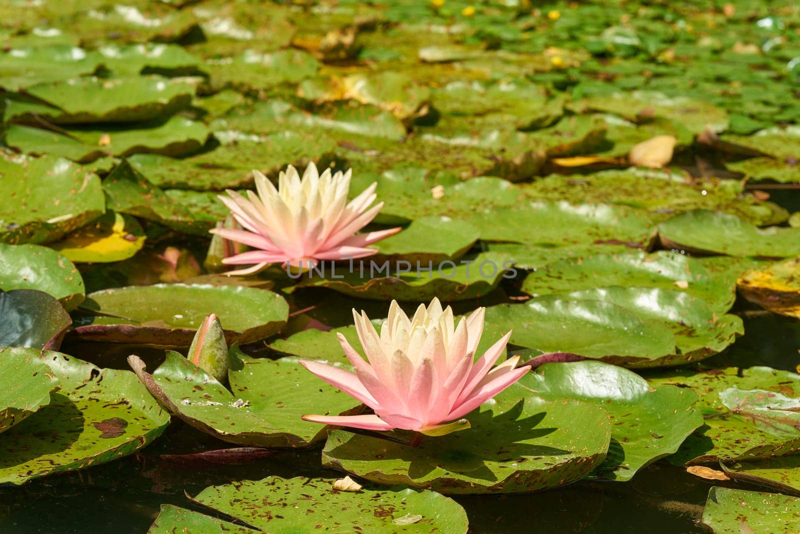Water lilies on an artificial lake in a garden