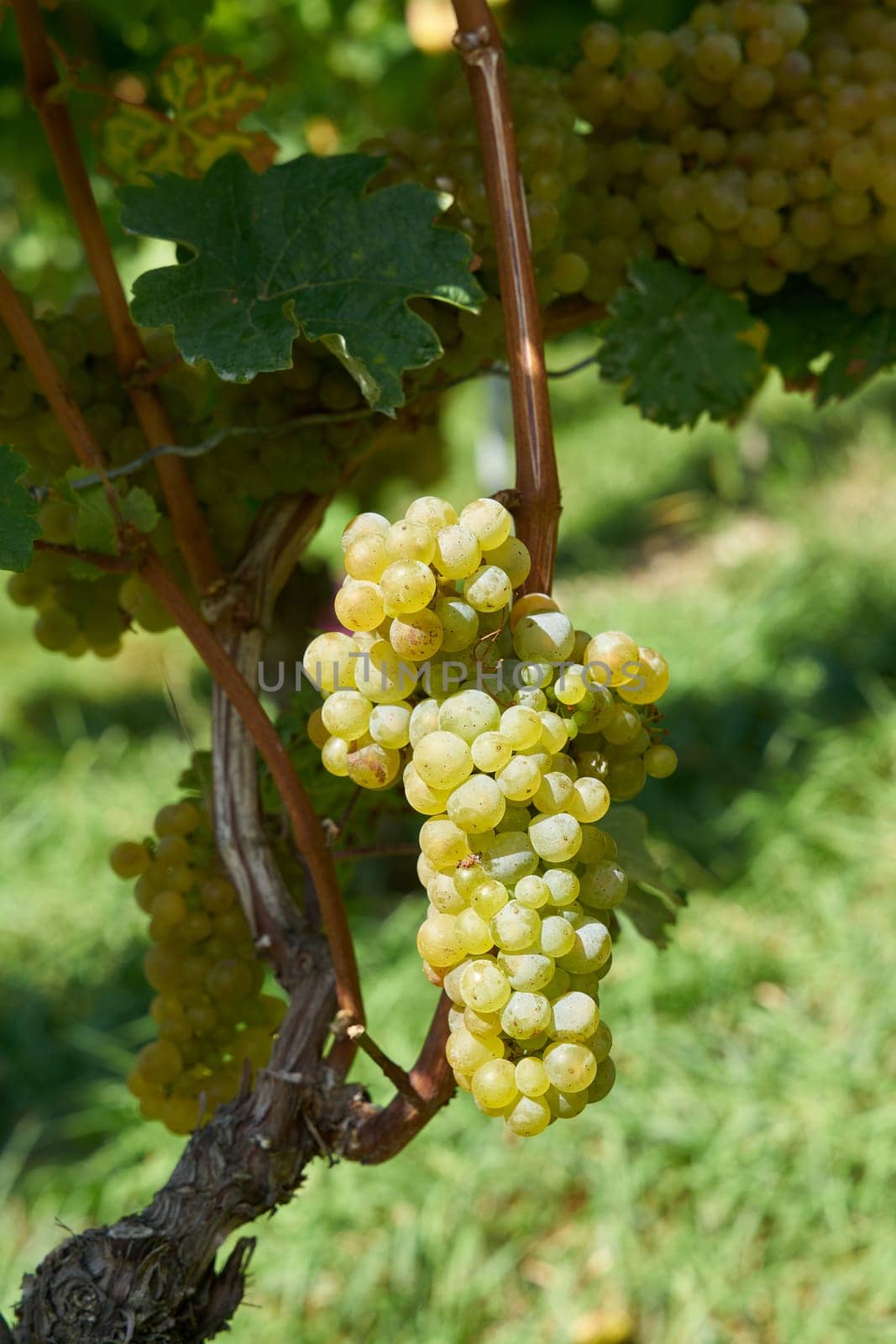 Grapes of the Silvaner grape variety in a vineyard above the city of Wuerzburg in Germany