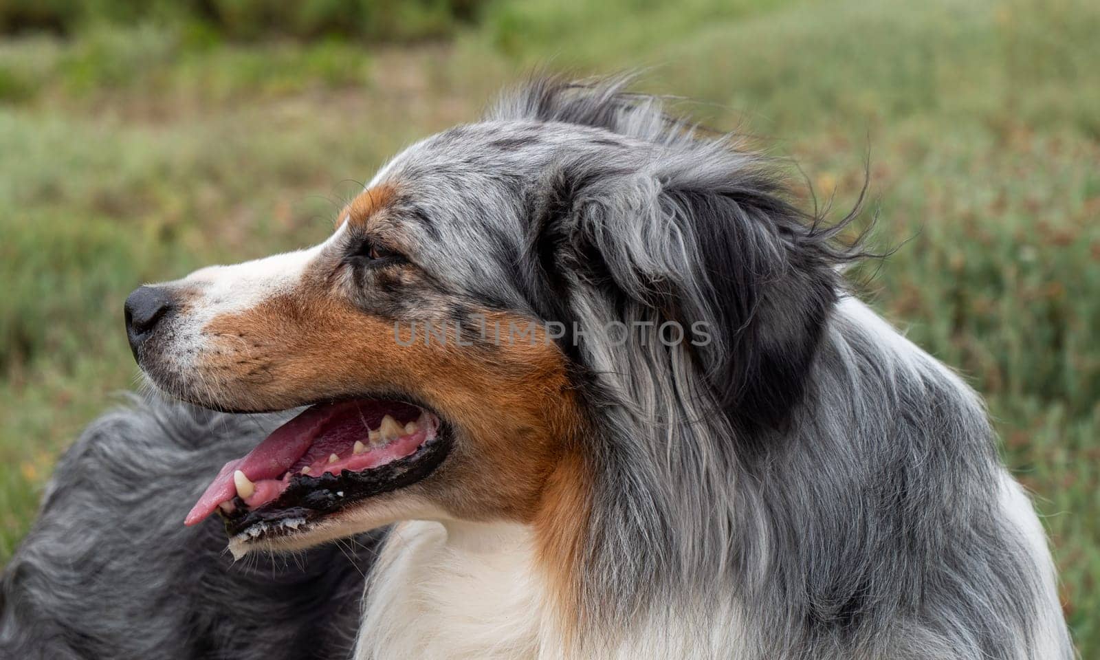 A dog with a tongue sticking out and a black nose. The dog is brown and white.