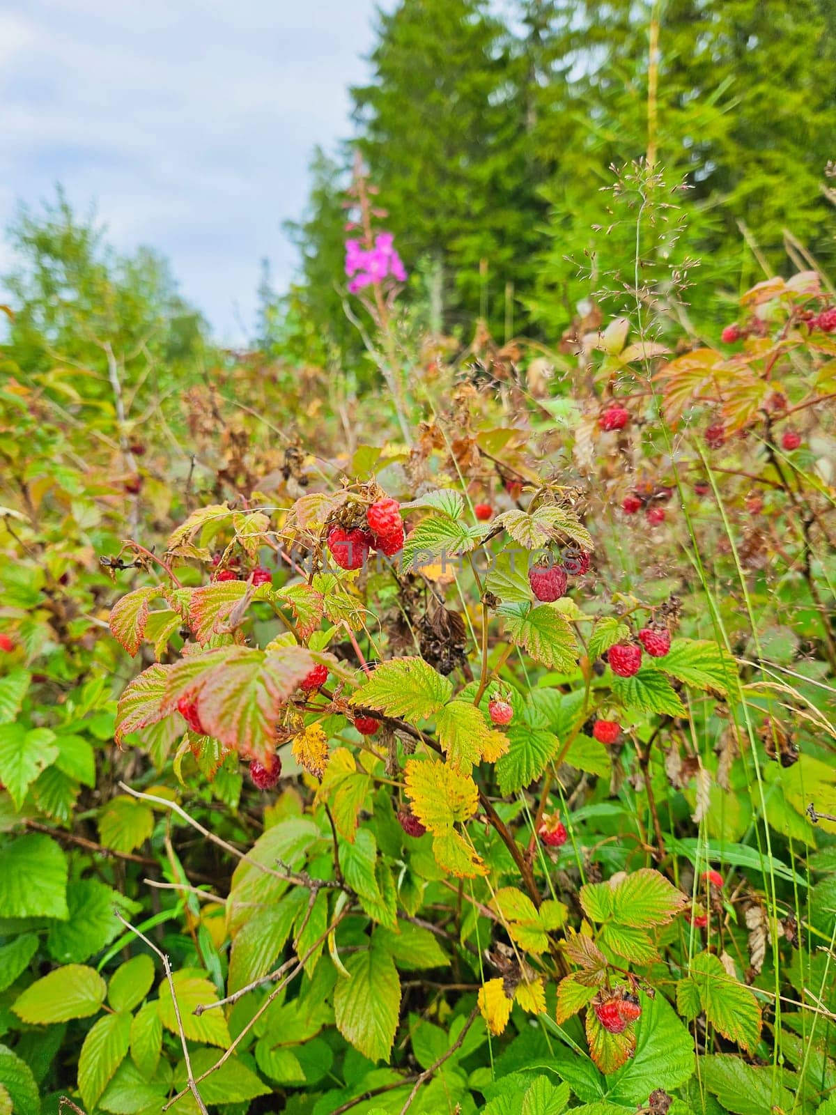 The picture shows a bush with ripe raspberries, surrounded by green foliage and grasses. Conifers and a single pink flower are visible in the background.