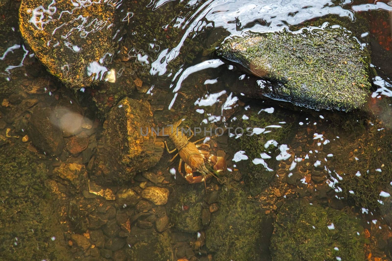 Crayfish in a stream on gravel with stones. Crayfish in nature. Delicacy to eat. Wild animal in Scandinavia