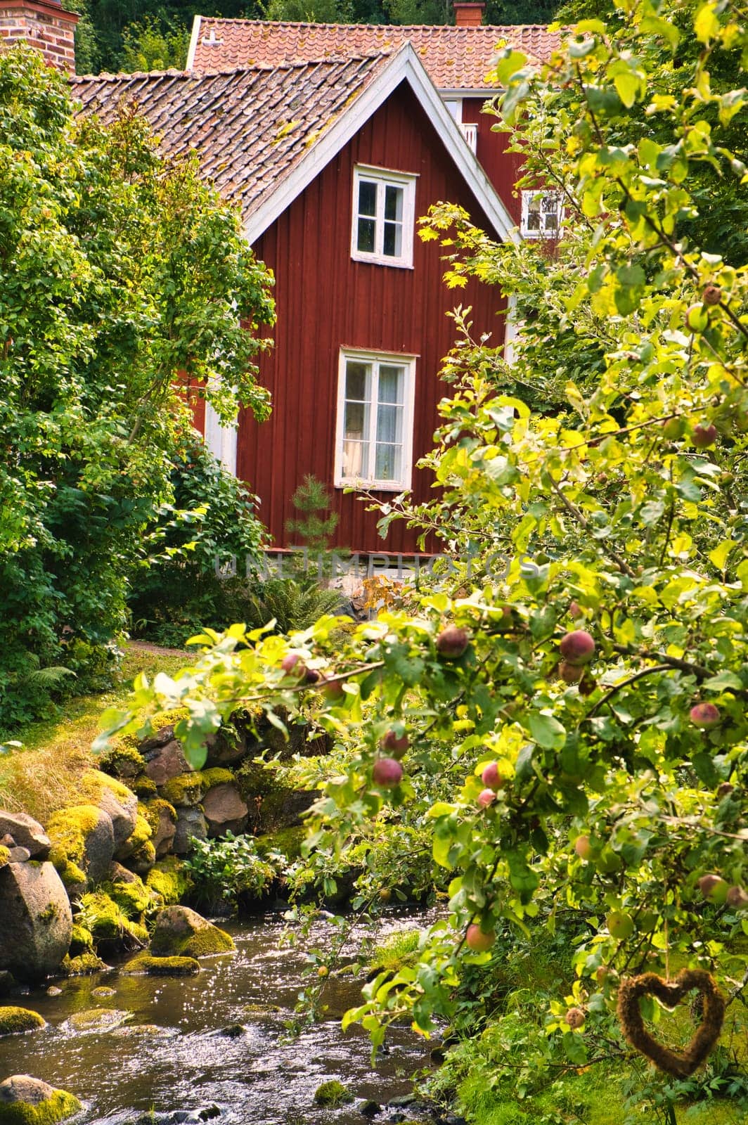 Apple tree with apples by a stream in front of a red Swedish house with garden. Swedish nature
