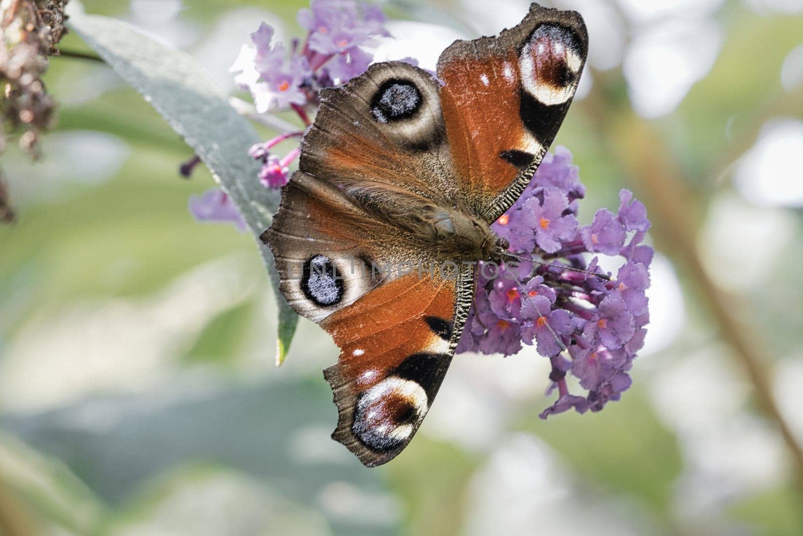 Peacock butterfly, butterfly on a flower. Butterfly bush with pink flowers. Insect photo on a flower