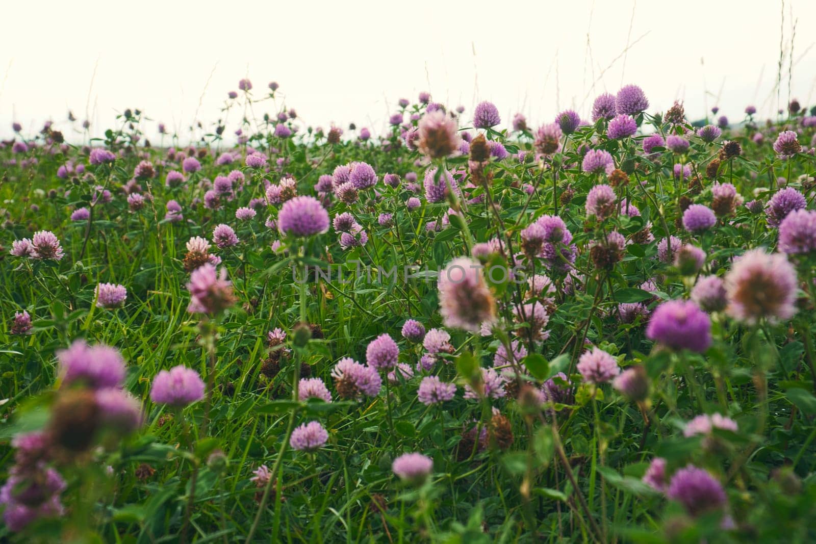 Summer meadow with clover. Pink and white flowers in the green grass. Healing and fodder plant. Flowers in nature