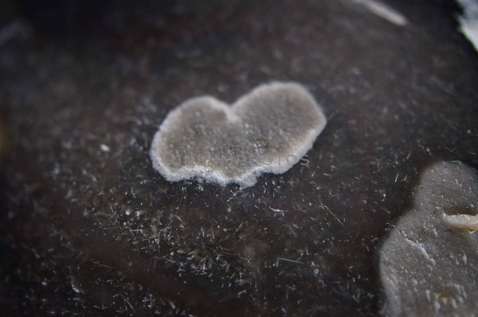 Heart on a black flint with lichen growth lying in the sand, on the beach in Zingst on the Baltic Sea
