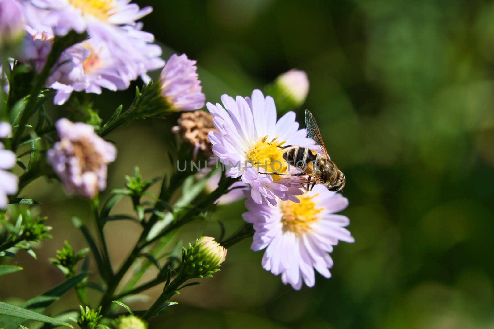 Hoverfly on a delicate pink flower collecting pollen. Macro shot of an insect. Animal in nature