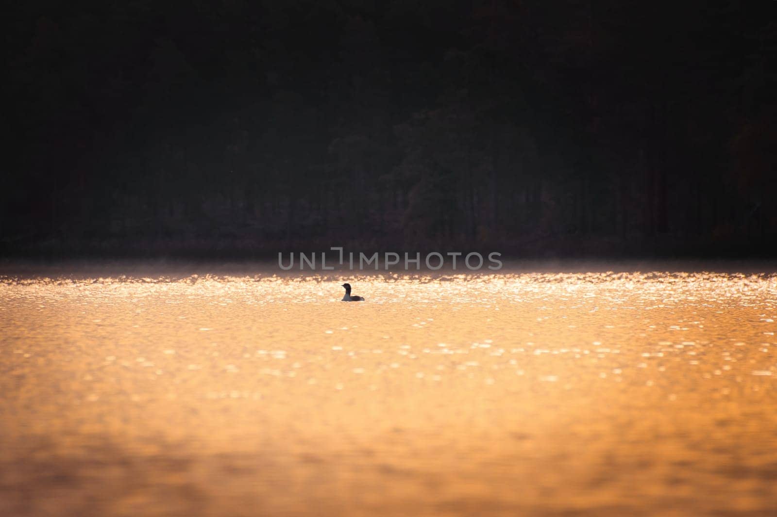 A miniature silhouette of a magnificent grebe bird in the glittering waters of a Swedish lake. Wildlife from Scandinavia. Rough nature in the north