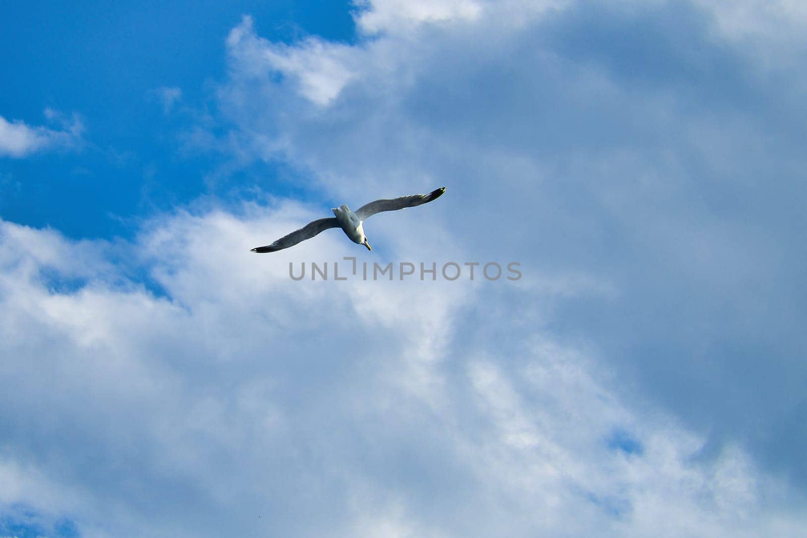 Seagull flying in the sky. White clouds in the background. Bird from the coast. Animal photo from nature of a seagull