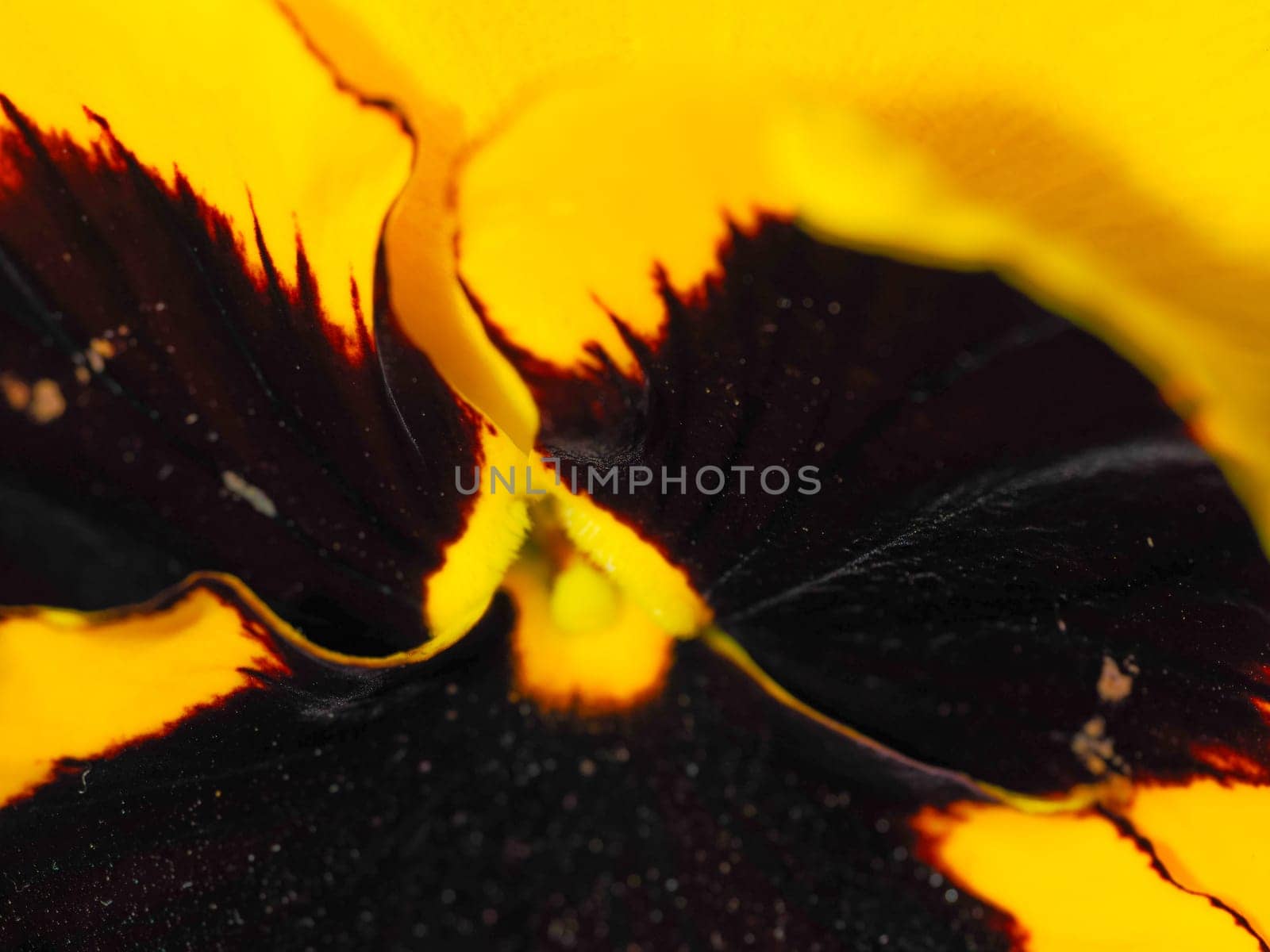Pansy flower image. Shooting Location: Nishi -ku, Yokohama