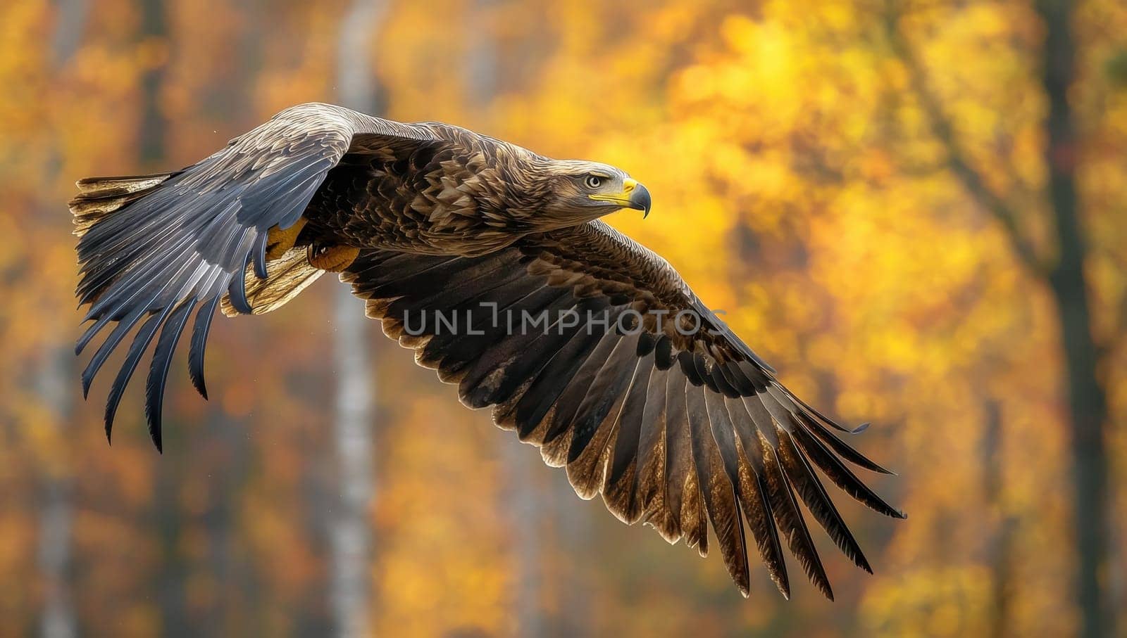 Eagle Soaring in Autumn, Majestic Bird of Prey in Flight