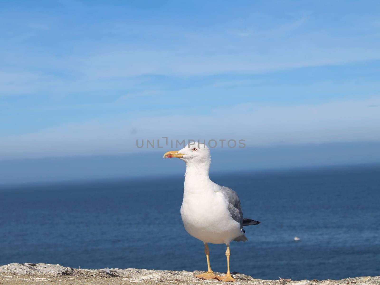 beautiful seagull with piercing terrifying eyes aggressive look