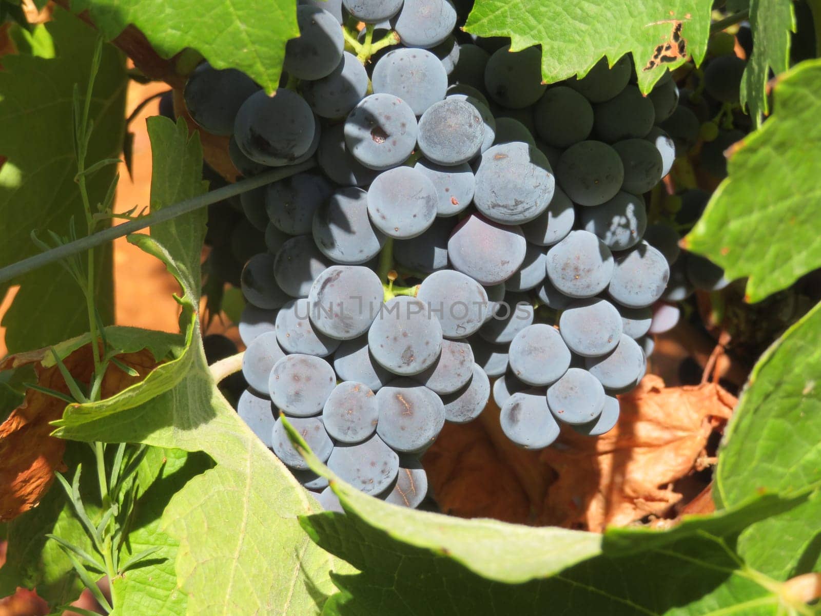 delicious red grapes bunch fruit wine must natural organic
