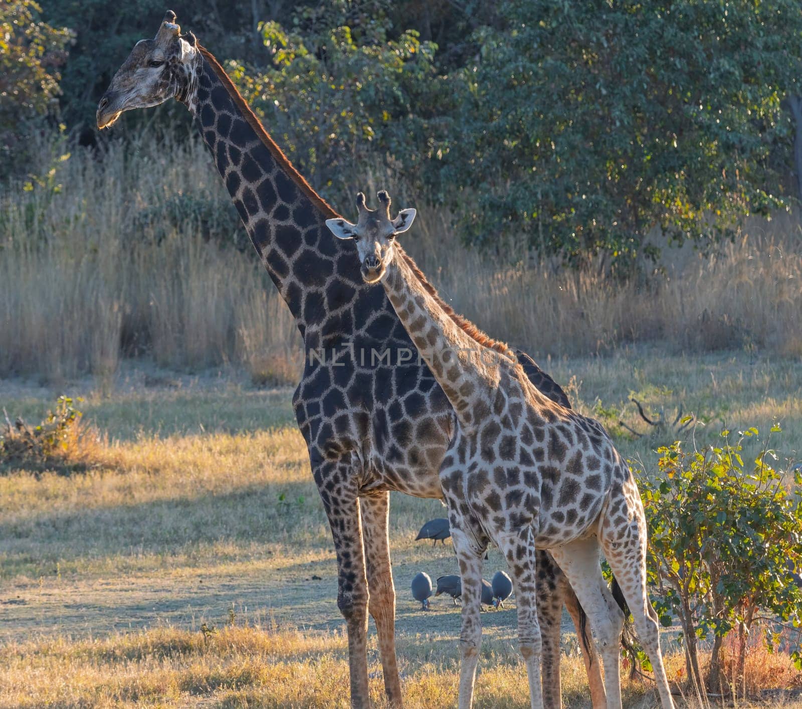 Mom and Baby Giraffe in Evening Light near Matobo National Park in Zimbabwe