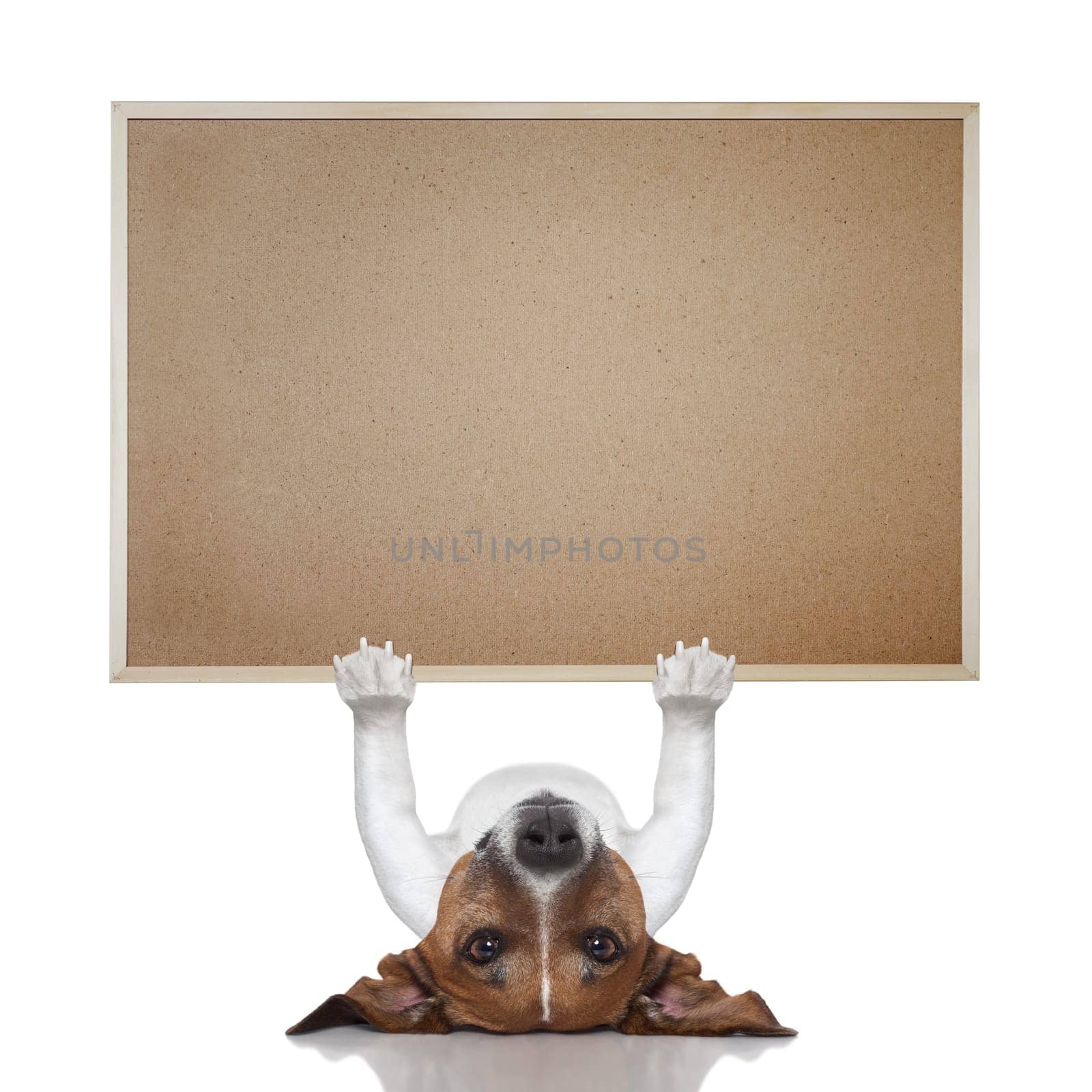 jack russel terrier lifting a big placard