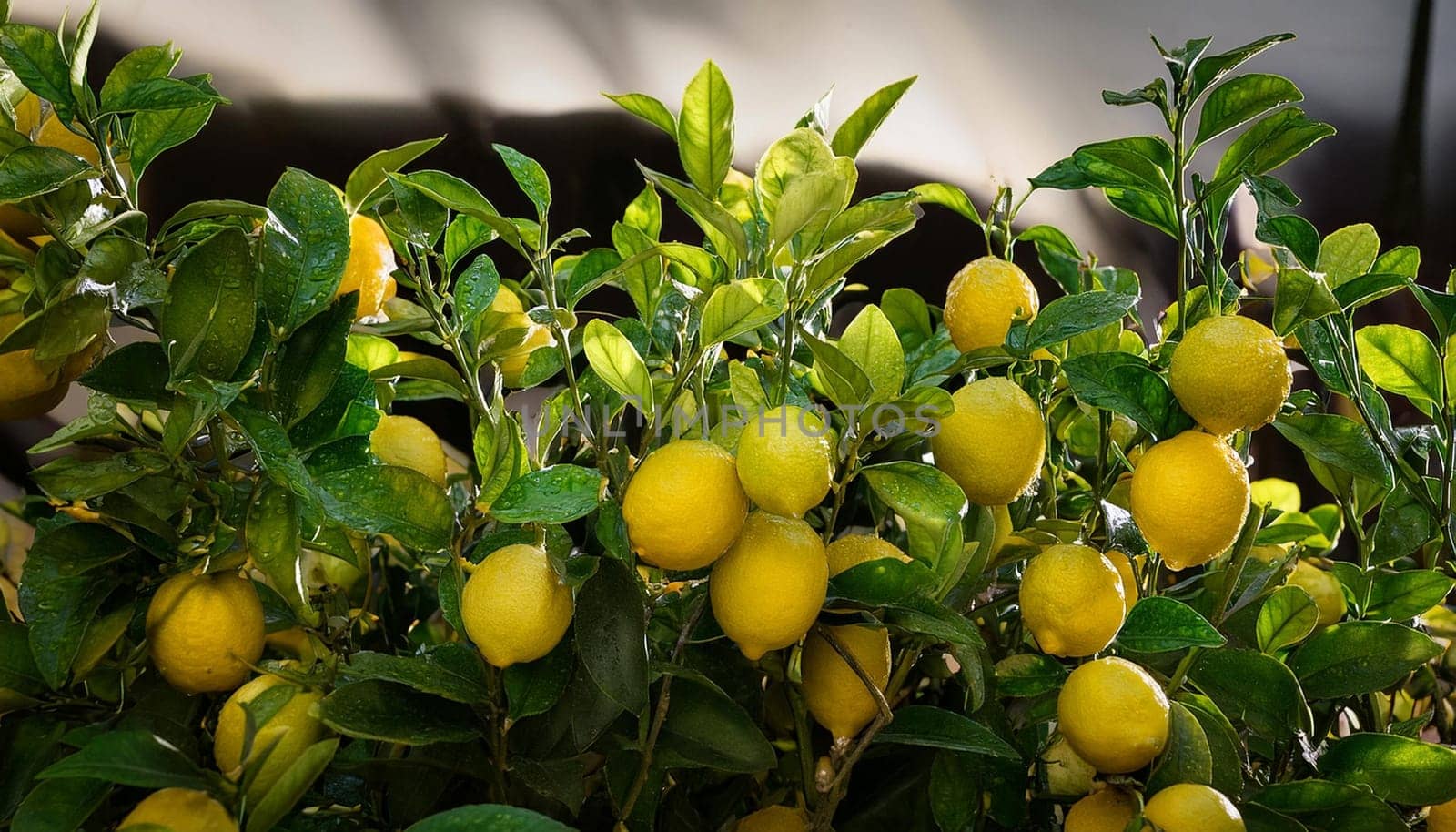 lemon fruit plant, AI generated image