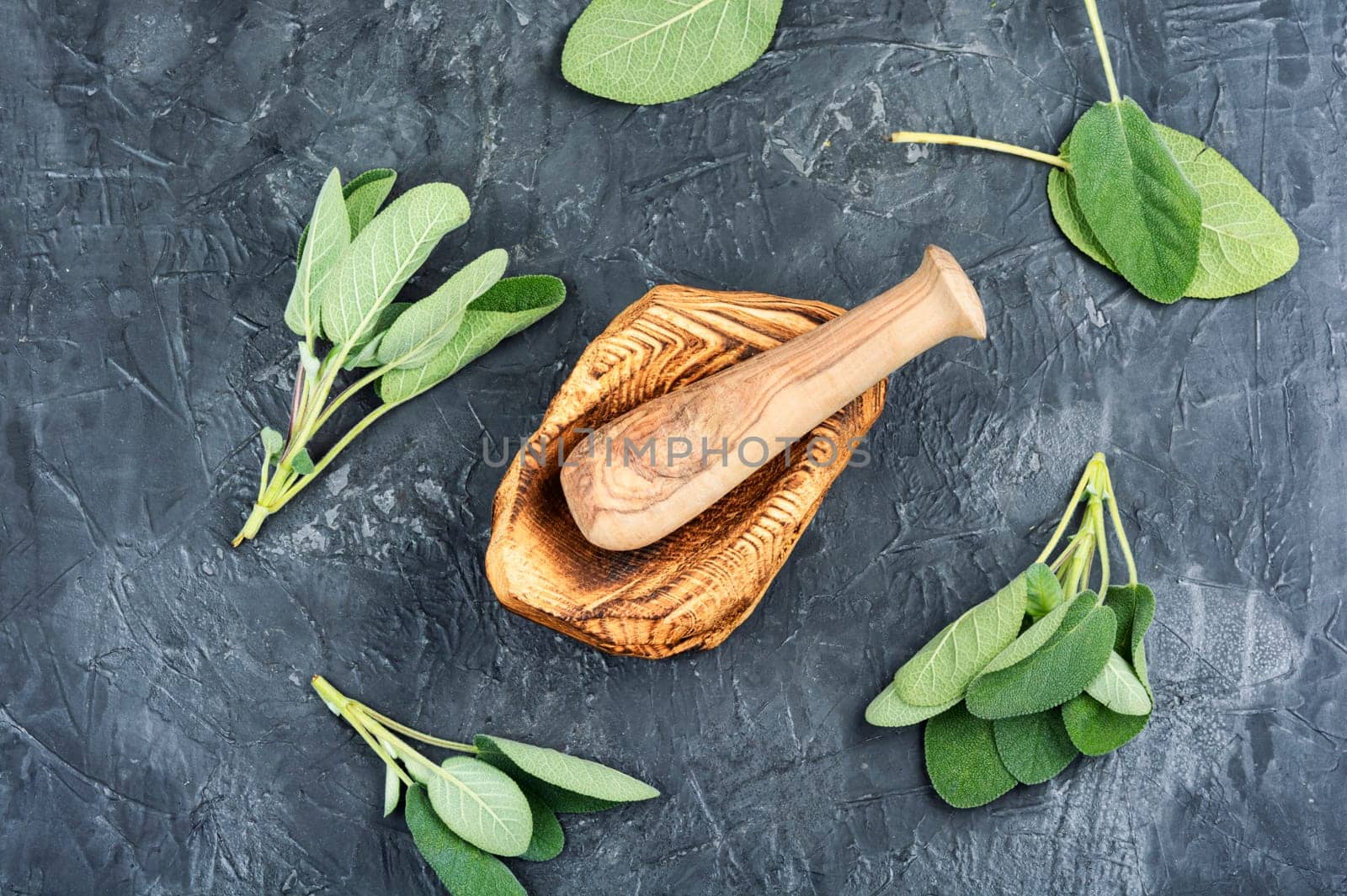 Fresh sage herb, fresh green herb. Medical herbs. Naturopathy, alternative medicine and herbalism.