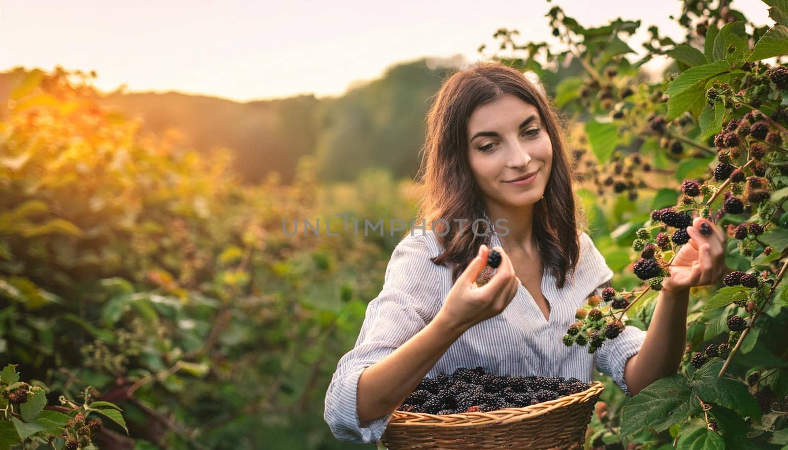 gorgeous young woman picking blackberries, AI generated image