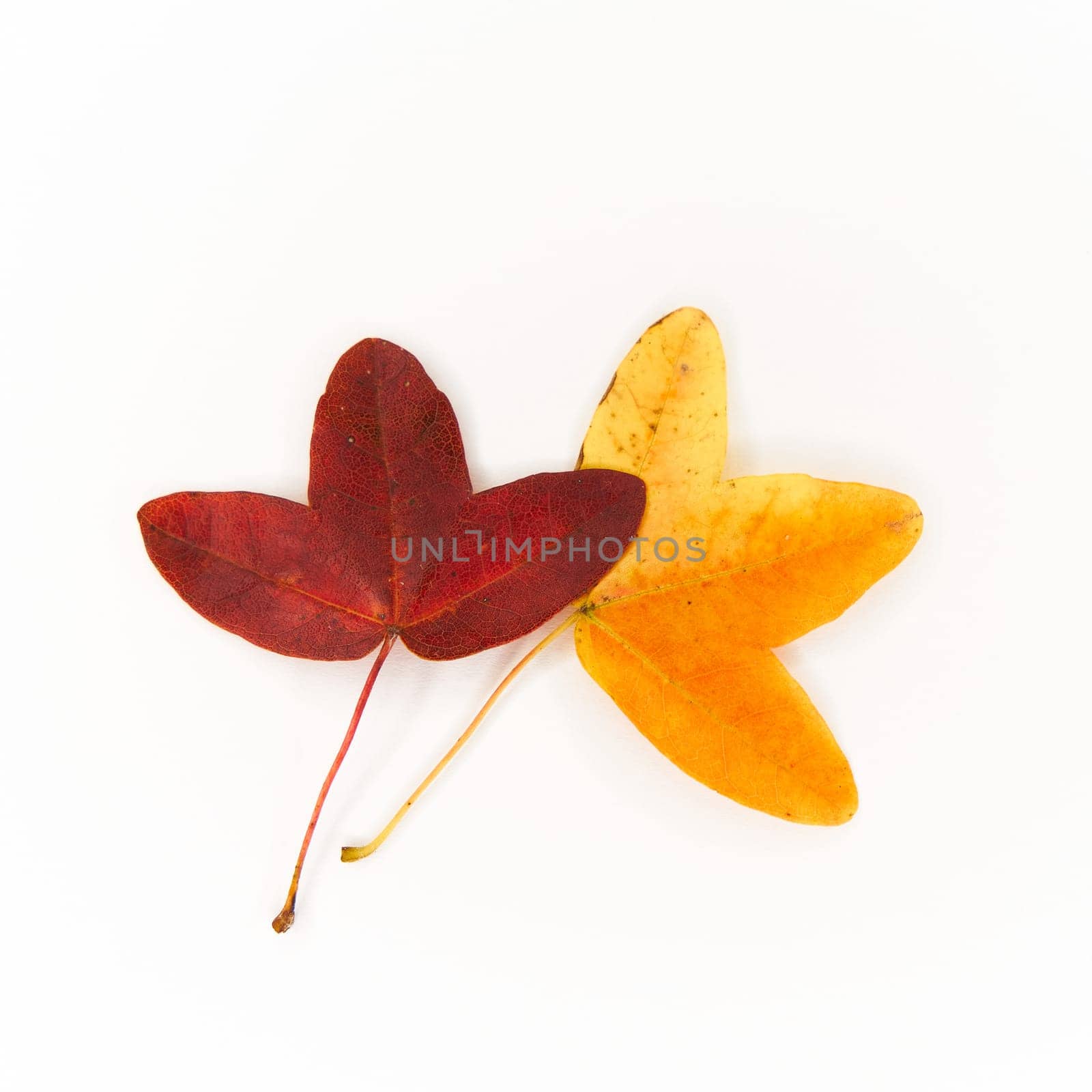 Leaves of Acer monspessulanum, Montpellier maple, French maple with colorful autumn coloring and white background