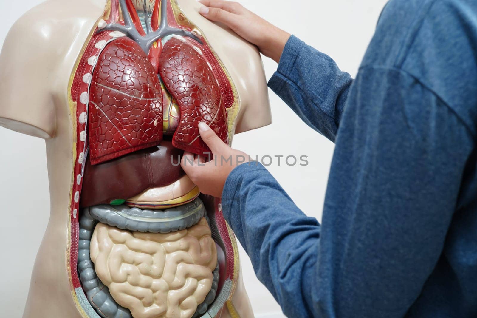 Asian student learning with human body model in anatomy biology in classroom at high school.