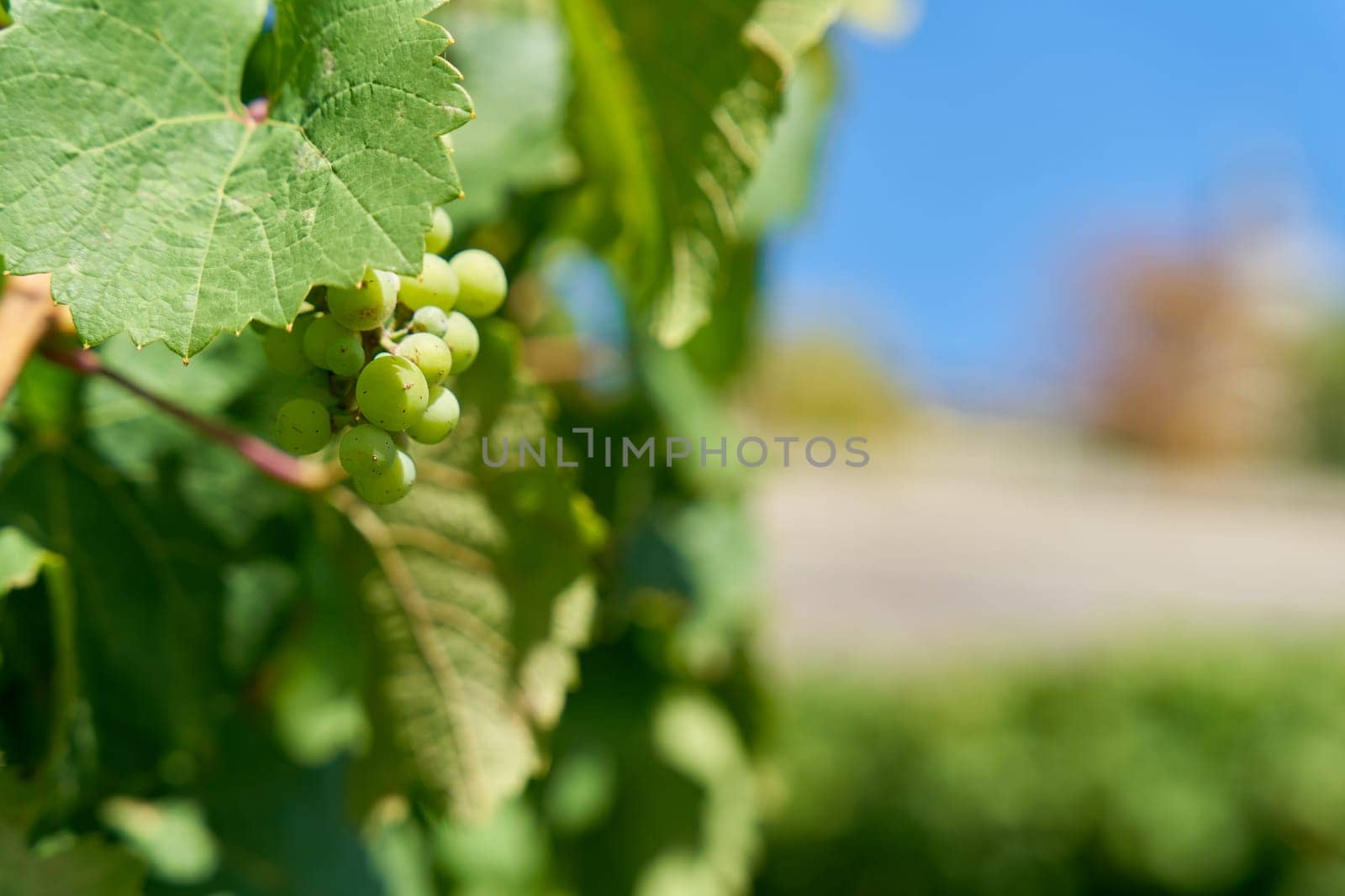 Grapes of the Silvaner grape variety on a vineyard under a blue sky and text space, copyspace, space for text on the right side