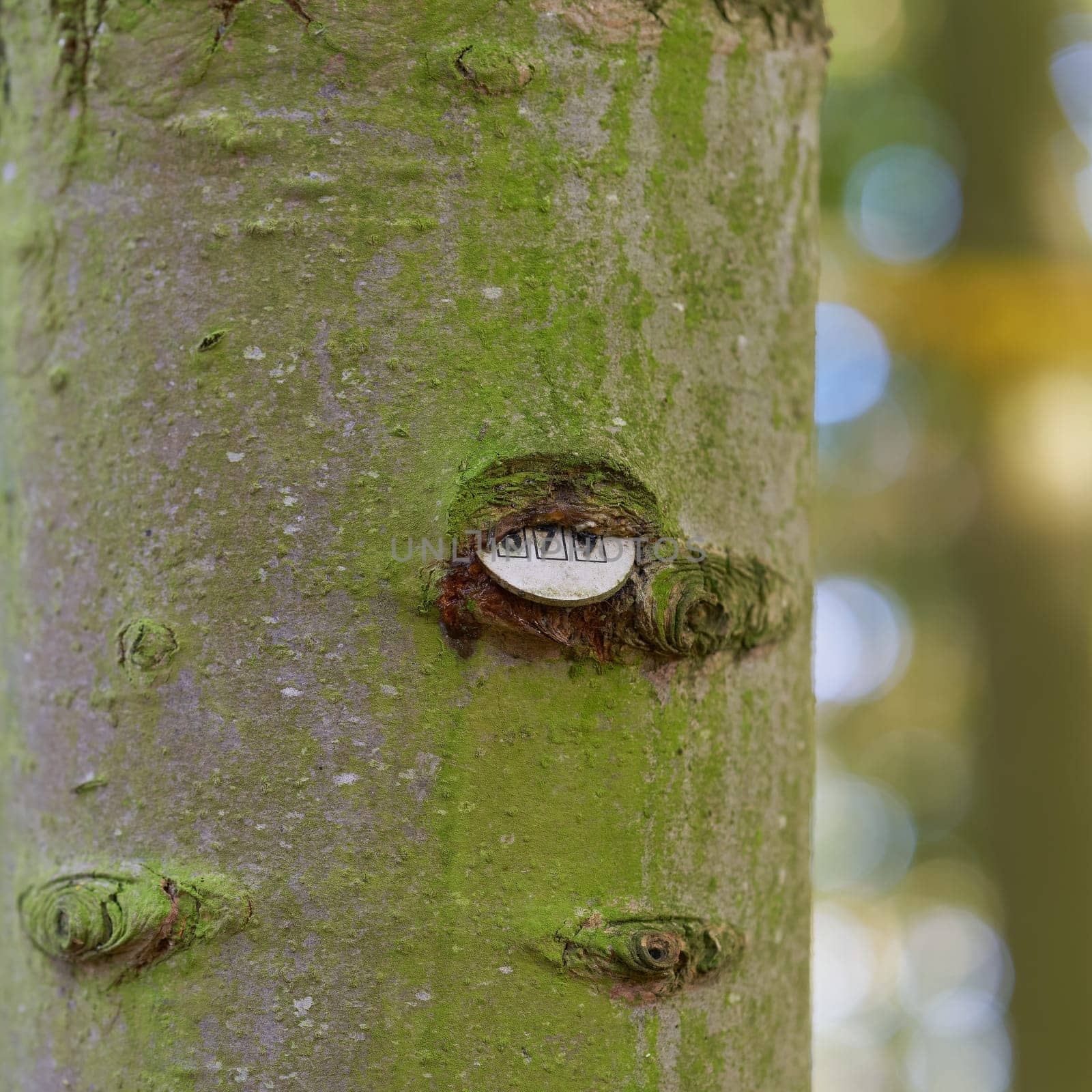 Plaque with the number of a tree ingrown into tree bark in a Park in Germany