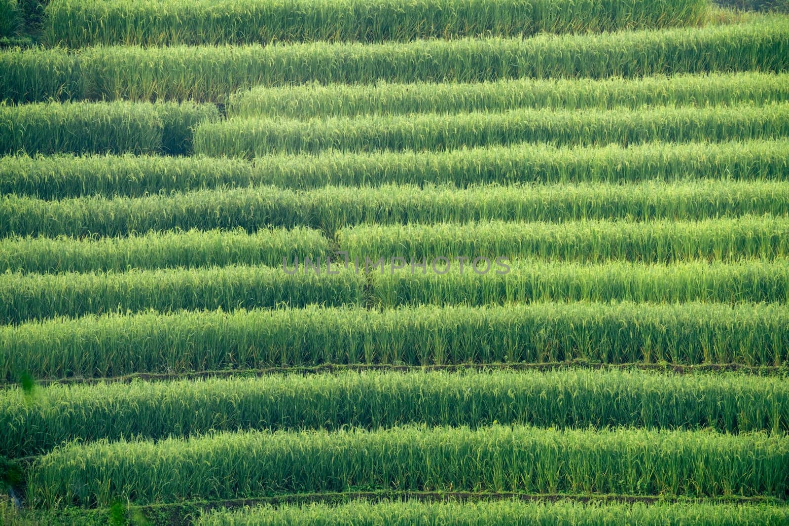 Green rice terraces. Lush agricultural landscape with terraced paddy fields. Nature's beauty in rural Asia. Scenic view of organic farming, perfect for travel destinations and environmental concepts.