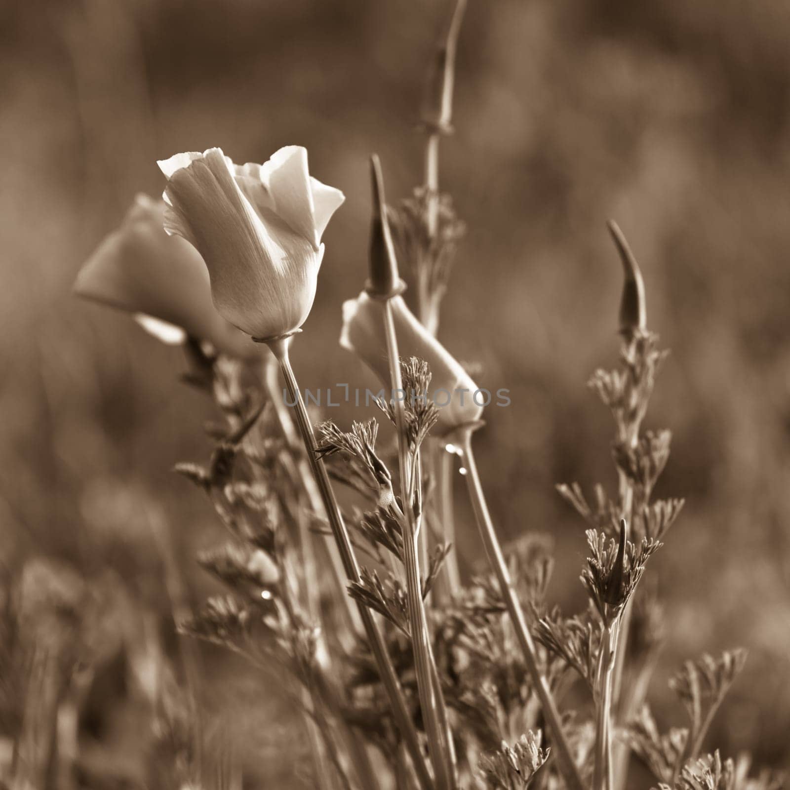 Poppies in a summer meadow. Sepia toned image
