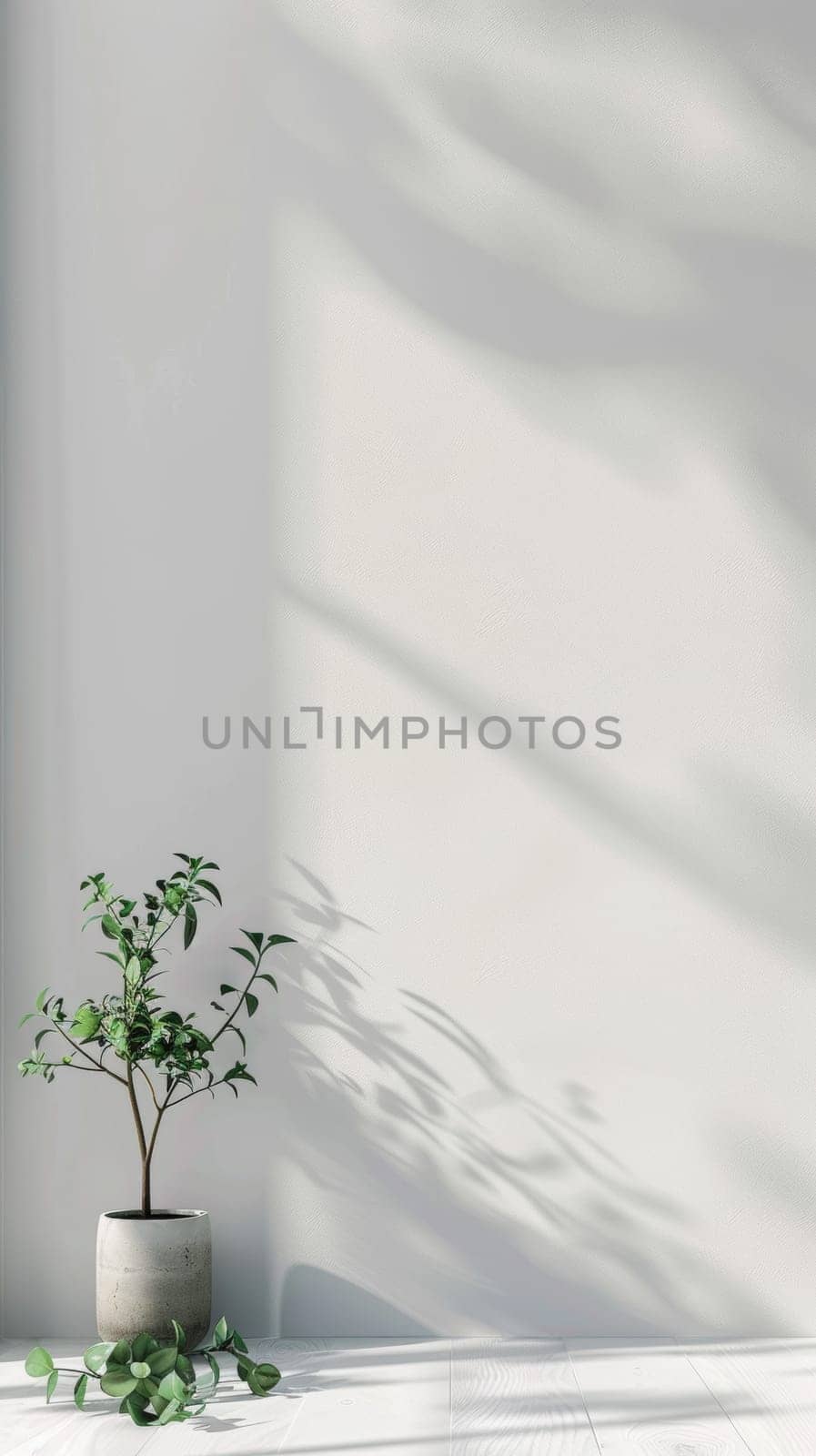 A tall potted plant rests on a white floor, its leaves creating dynamic shadows on a clean, textured wall