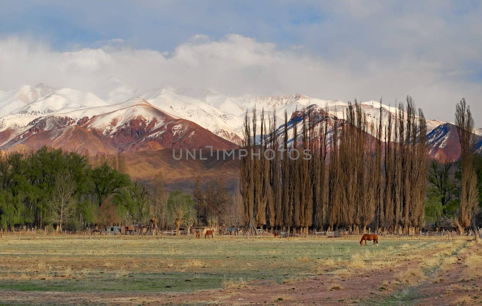 Horses grazing on a field by the Andes mountains near Uspallata, Argentina.