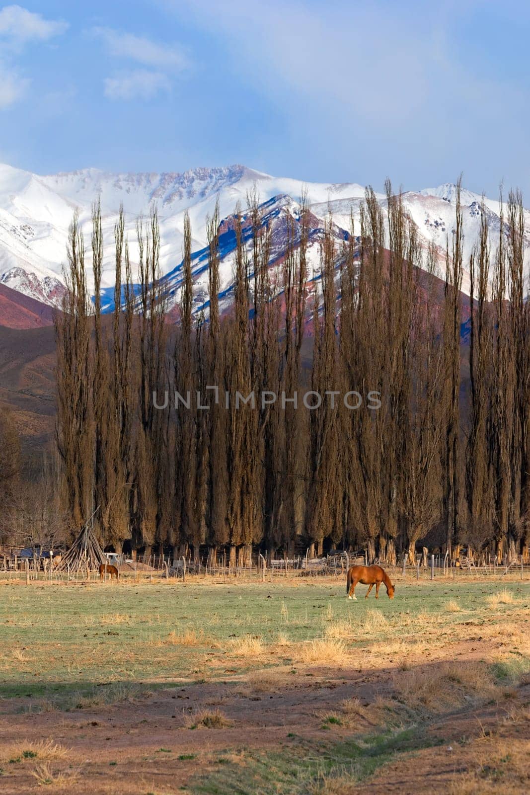Horse grazing on a field by the Andes mountains near Uspallata, Argentina.