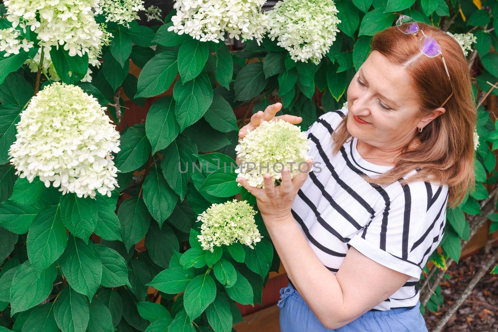 Beautiful mature woman with a  bush of panicle hydrangea in full bloom