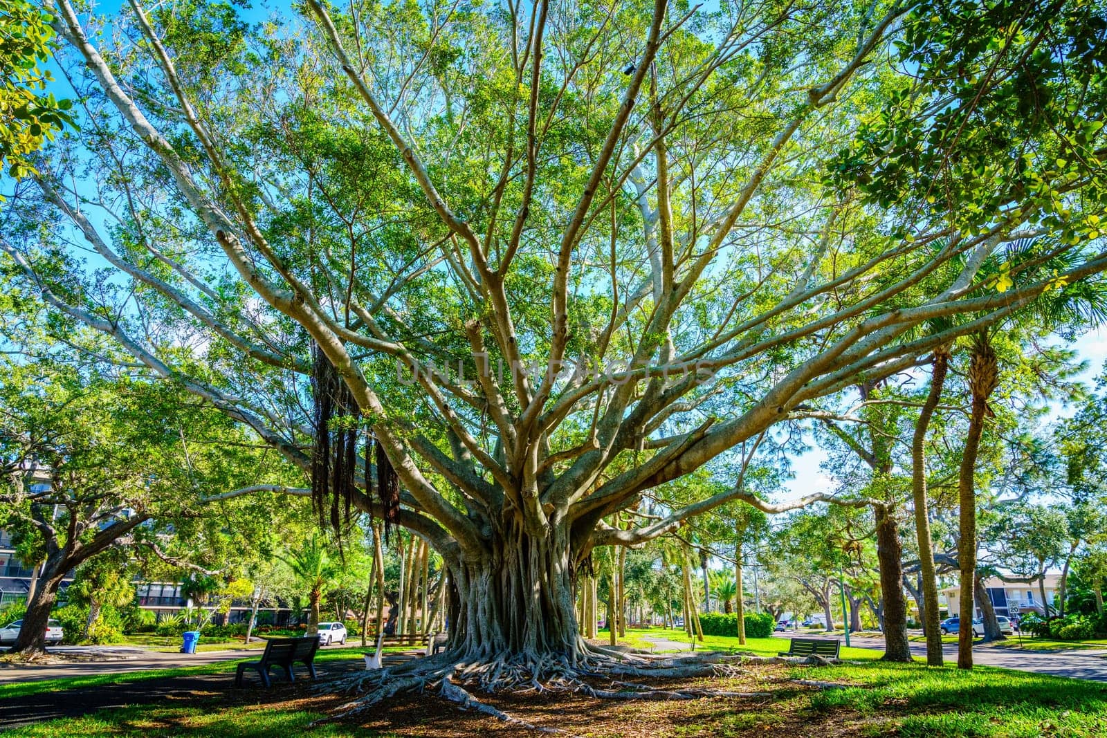 Beautiful banyan tree on а boulevard in Venice, Florida