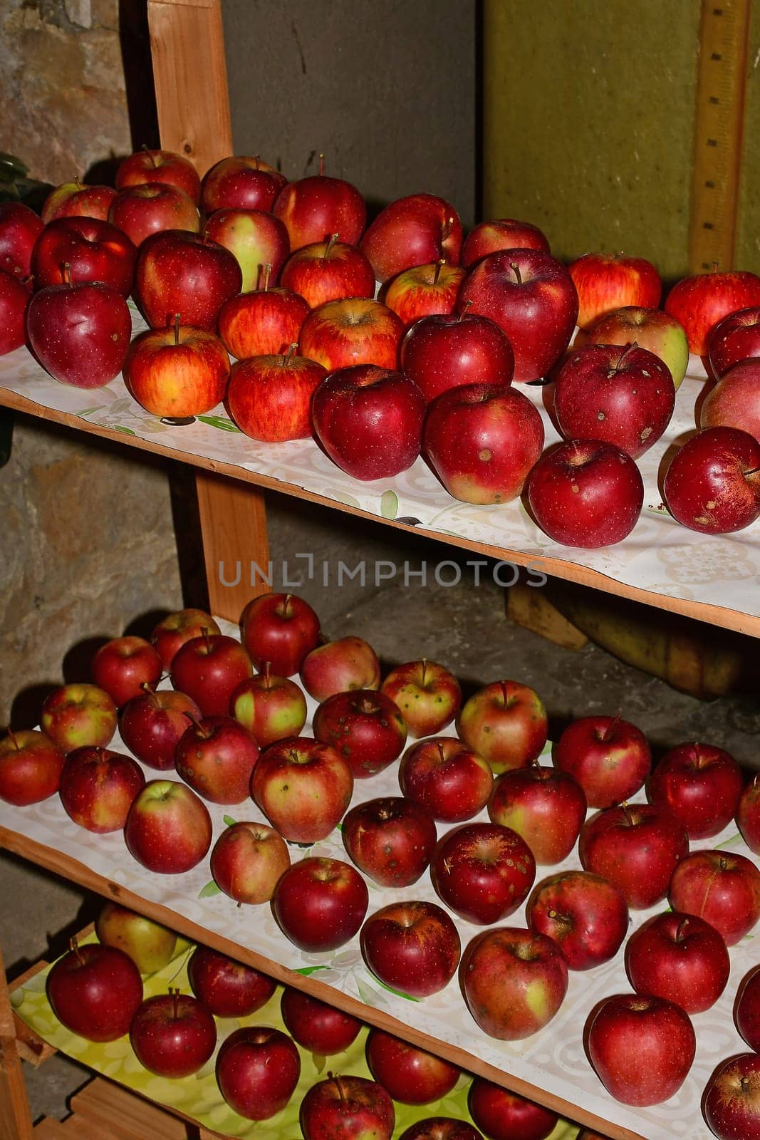 ripe red apples stored on a shelf in a cellar in Germany in late summer