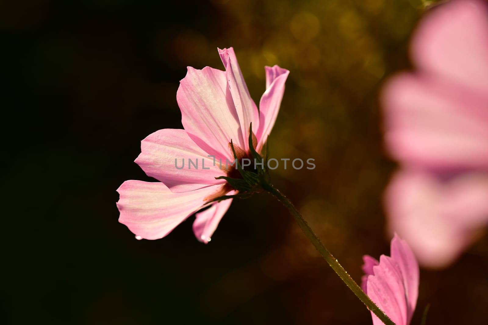Mexiacan aster flower on a black background in backlit