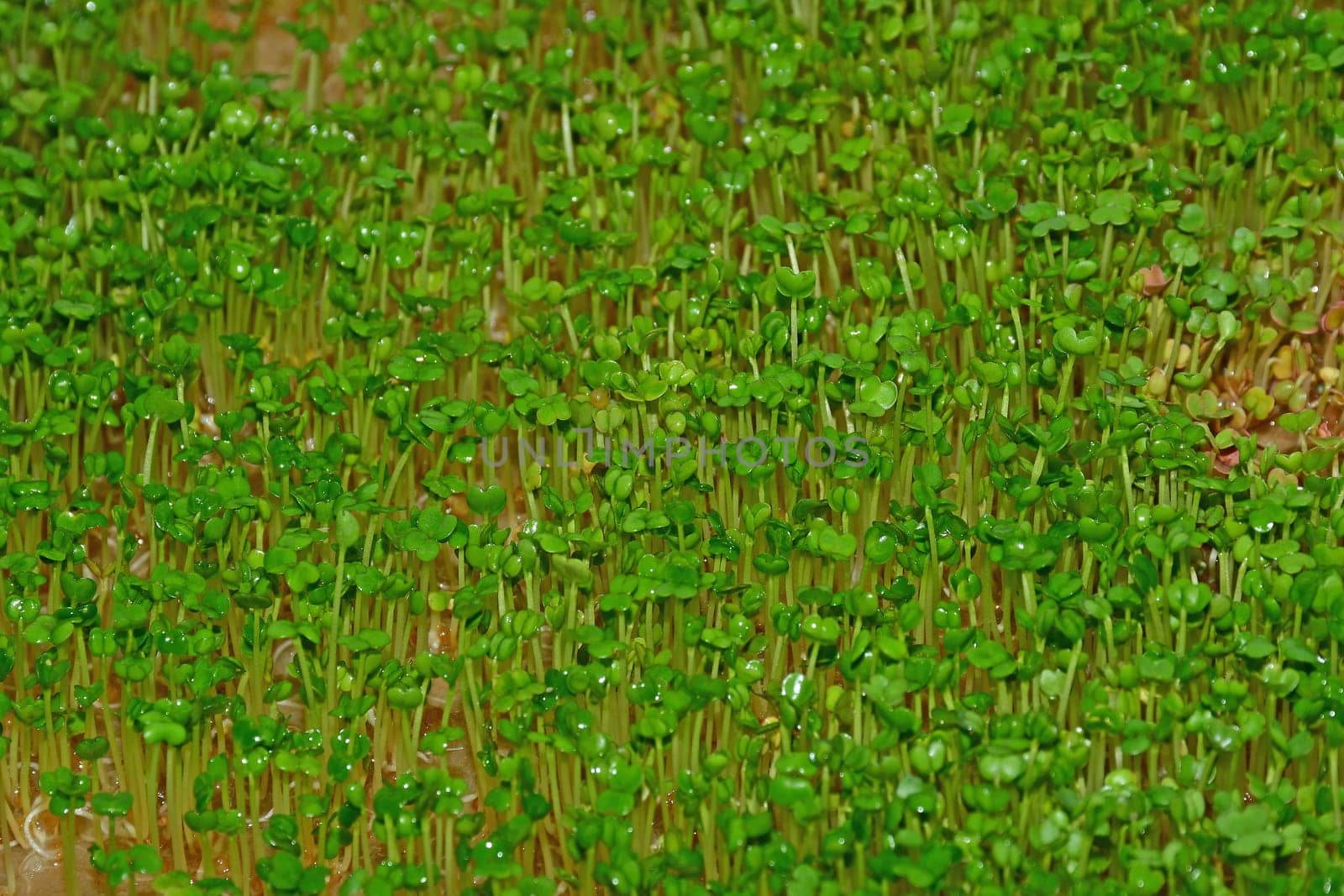 rocket sprouts in a macro view
