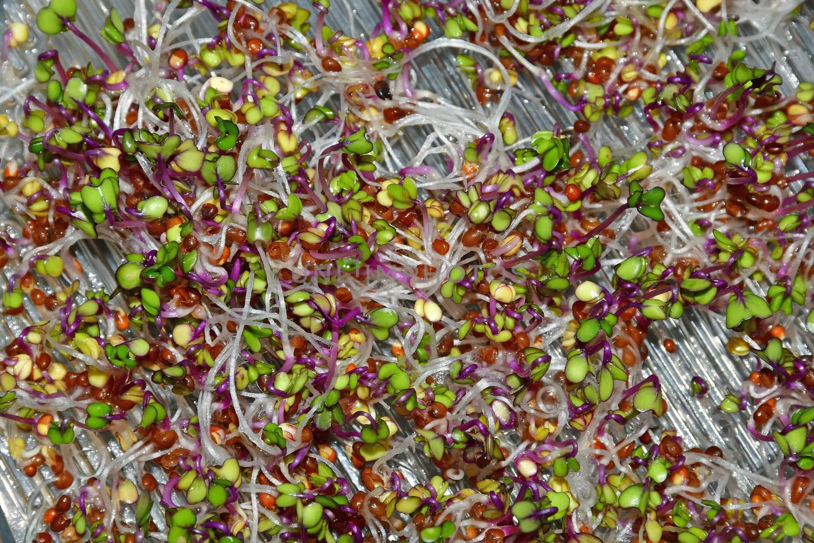radish sprouts in a macro view