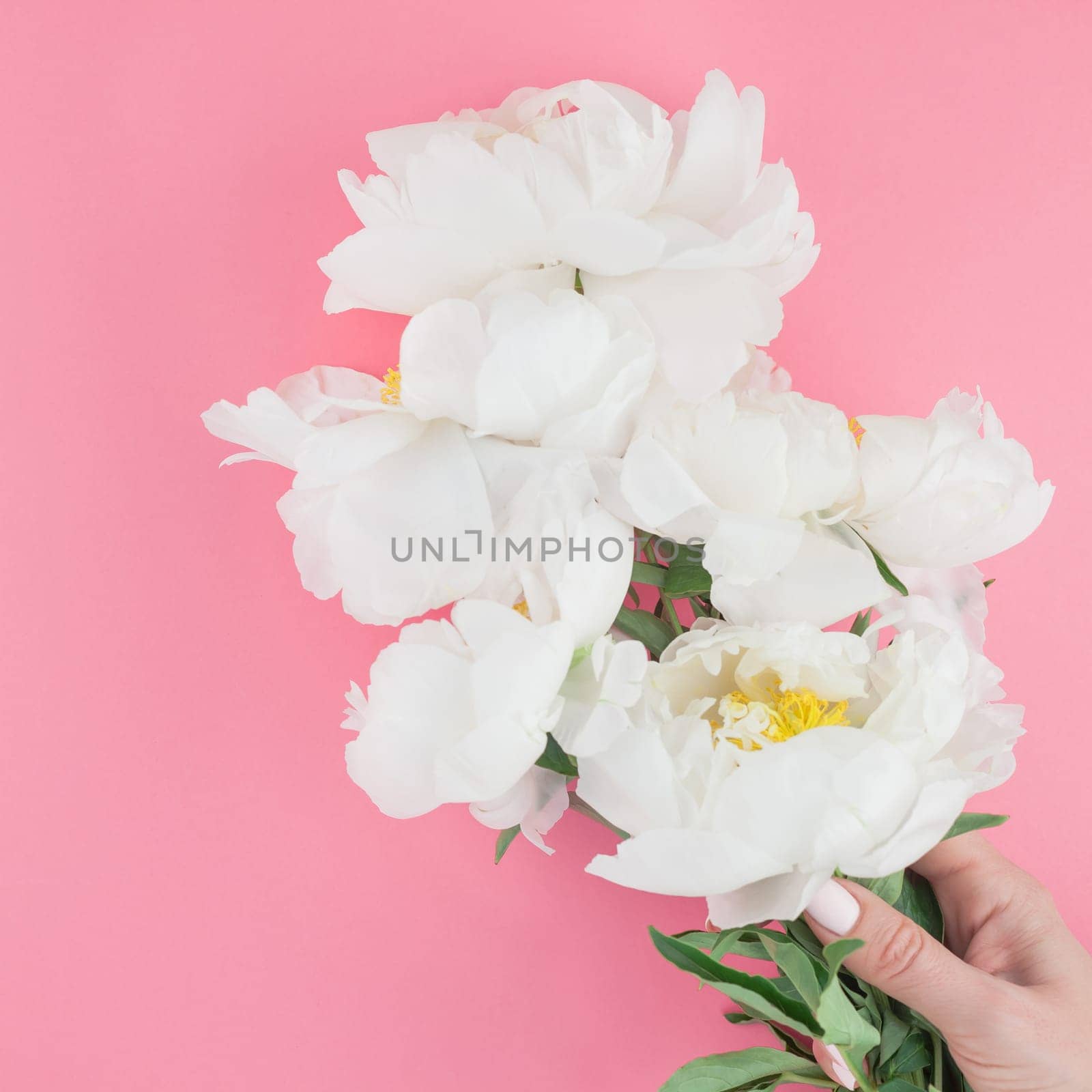 Blooming white peony flowers on square color paper background with copy space in minimal style, template for postcard, lettering, text your design. Wedding invitation and celebration greeting concept