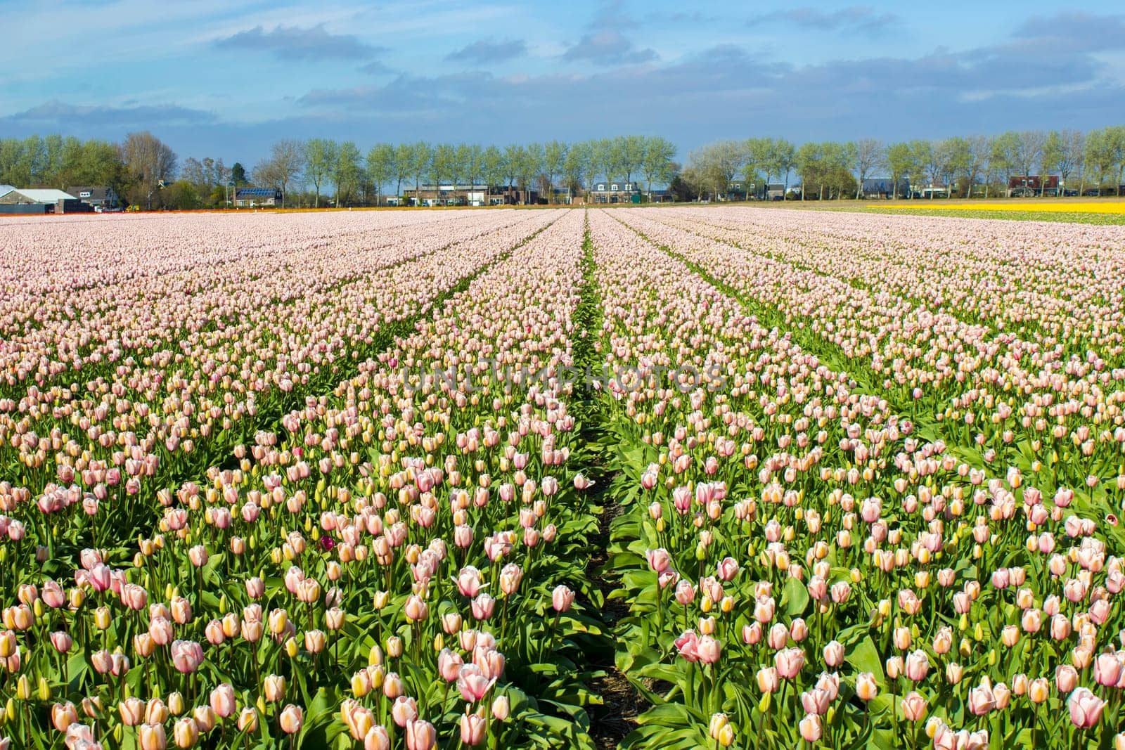 tulip field in the Netherlands - pink tulips