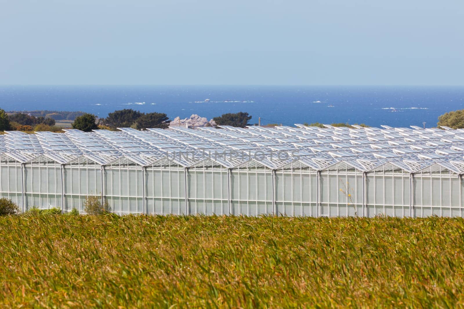 Outdoor view of an agricultural greenhouses against a blue sea